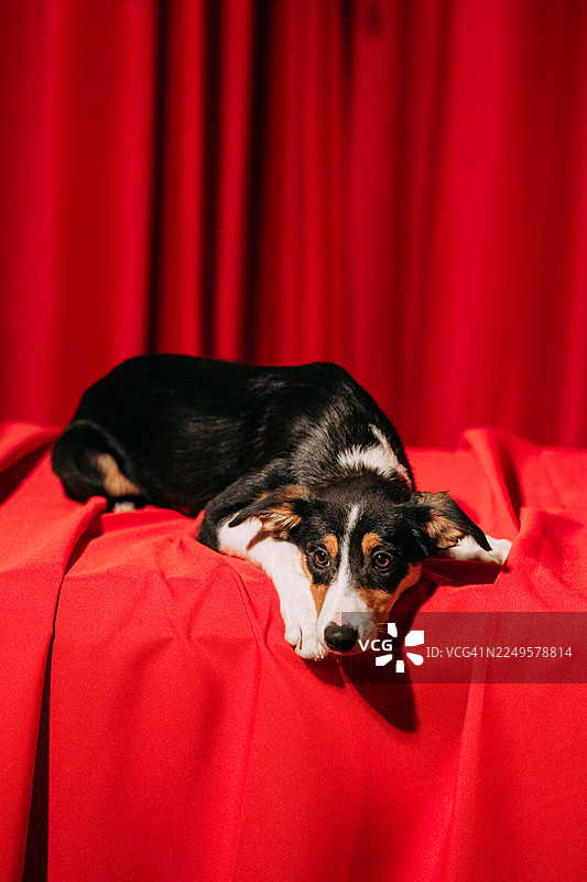 三色小狗在红布上看向镜头图片素材