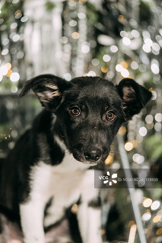一只小狗正看向镜头，背景为散景效果图片素材
