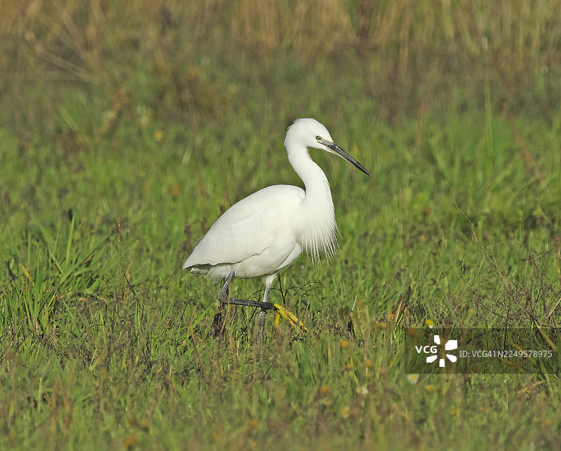 小白鹭 [Egretta garzetta]图片素材