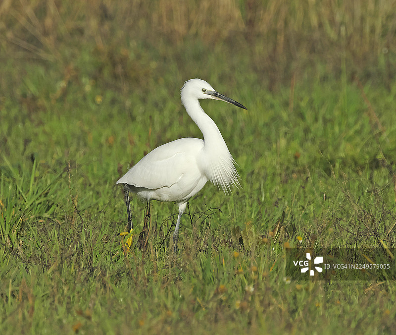 小白鹭 [Egretta garzetta]图片素材