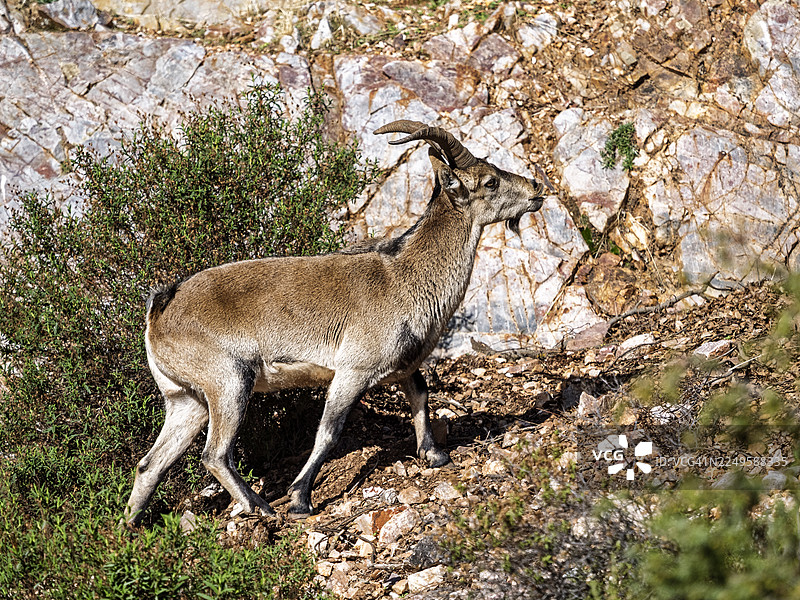 雄性比利牛斯山羊（Capra pyrenaica）在阿尔瓦塞特省拉塞拉德阿尔卡拉斯的山地景观中。图片素材