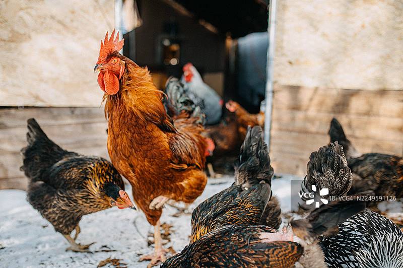 一群鸡在院子里图片素材