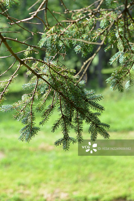 松树枝的特写图片素材