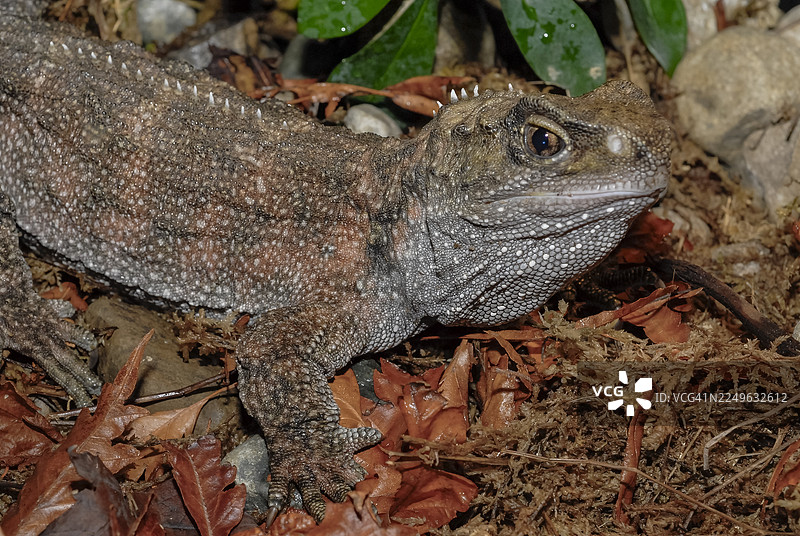 新西兰的 tuatara图片素材