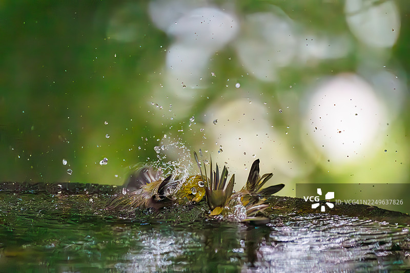 一群可爱的日本绣眼鸟(Zosterops Japonica)在日本神奈川县秦野市的权现山鸟类保护区、小山公园的山上泉水中沐浴。图片素材