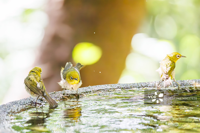 一群可爱的日本暗眼鹛(Zosterops Japonica)在日本神奈川县秦野市的宫下公园、宫下山鸟类保护区的一处泉水中沐浴。图片素材