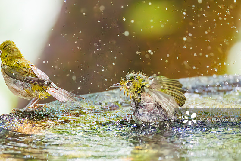 一群可爱的日本暗绿绣眼鸟(Zosterops Japonica)在日本神奈川县秦野市的子之神山鸟类保护区、古舞山公园里的一处泉水中沐浴 - 2025年。图片素材