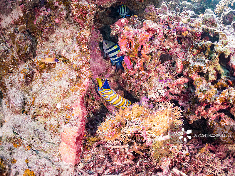 神仙鱼（Pygoplites diacanthus）、海黄金鱼（Pseudanthias squamipinnis）、安汶海葵鱼（Pomacentrus amboinensis）等。冲绳县阿嘉岛，一群热带鱼。美丽的珊瑚礁和游泳的人们。庆良间诸岛座间味岛。图片素材