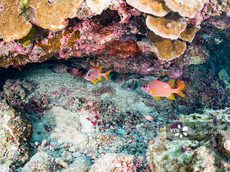 沙氏副棘鲀,Sargocentron spiniferum,伯氏副棘鲀,Myripristis berndti,萨马氏副棘鲀,Neoniphon sammara,在海蚀洞中。以及其他。阿基那斯库岛,冲绳,一群热带鱼。美丽的珊瑚礁和游泳的人们。图片素材