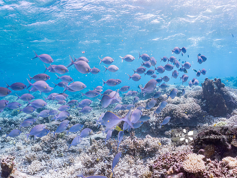 银鳍鱼、兔头鱼、银鳍鲹等。冲绳县今归仁岛，一群热带鱼。美丽的珊瑚礁和游泳的人。座间味岛，庆良间群岛，岛尻郡，日本-2025图片素材