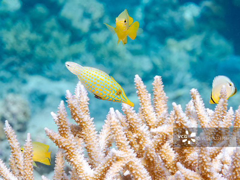 小丑炮弹鱼、橙斑炮弹鱼、长吻鲀等。冲绳县与名城岛,一群热带鱼。美丽的珊瑚礁和游泳的人们。座间味岛、庆良间群岛、岛尻郡、日本-2025图片素材