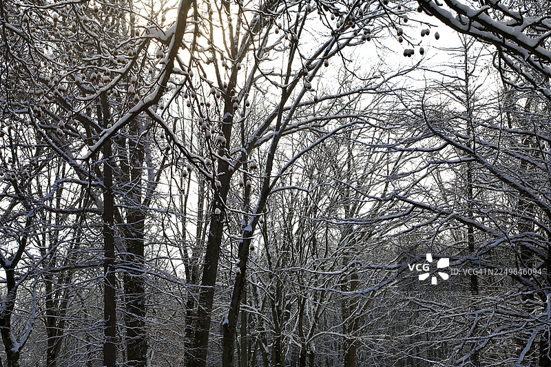 雪覆盖着树木的冬季森林景观图片素材