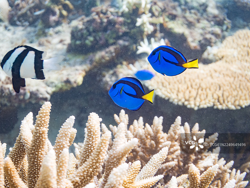 蓝唐王鱼,尾斑龙王鱼,俗称“尼莫”的蓝唐王鱼,幼鱼。纹背箱鲀,橙斑箱鲀。冲绳县宫古岛,一群热带鱼。美丽的珊瑚礁和游泳的人们。座间味岛,图片素材