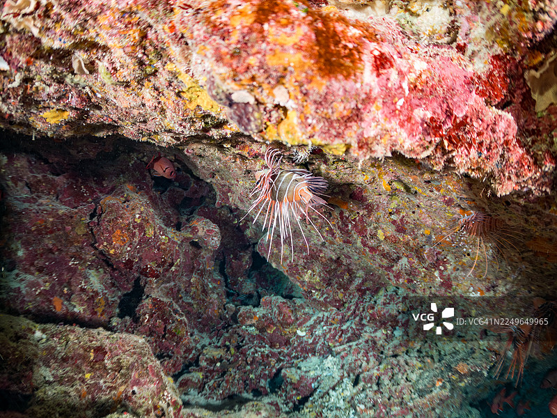 斑鳍狮子鱼、宽纹狮子鱼、触角狮子鱼、斑眼金鳞鱼、伯氏金鳞鱼、剑棘鲷、棘刺金鳞鱼,在海蚀洞中,以及其他。冲绳县嘉手纳岛,一群热带鱼。美丽的珊瑚礁与人们图片素材