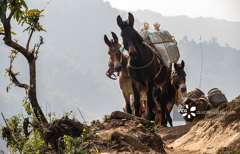 尼泊尔安纳普尔纳地区一群骡子在驮运货物，在道路条件不好的地方，它们被用作交通工具。图片素材