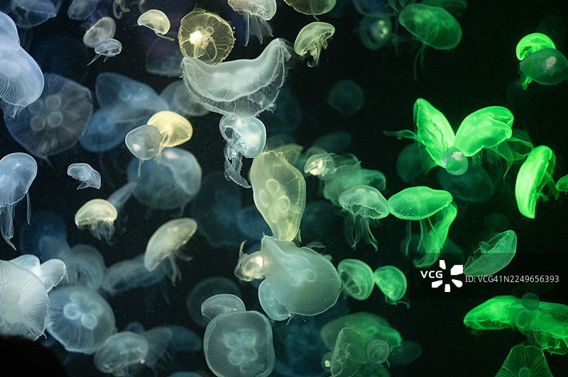 在黑暗的背景下，发光的绿色水母在鲜艳的绿色色调中被照亮图片素材