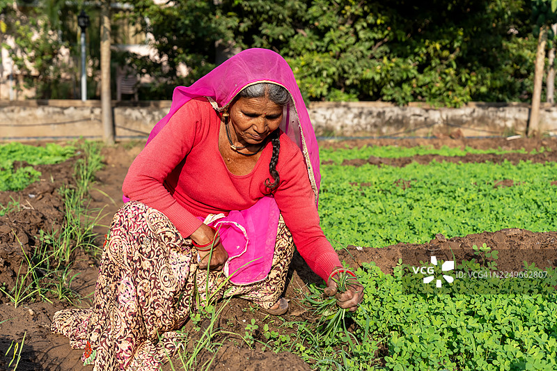 印度妇女在普什卡的花生种植床除草图片素材
