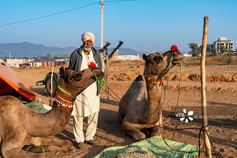 印度男子与骆驼图片素材