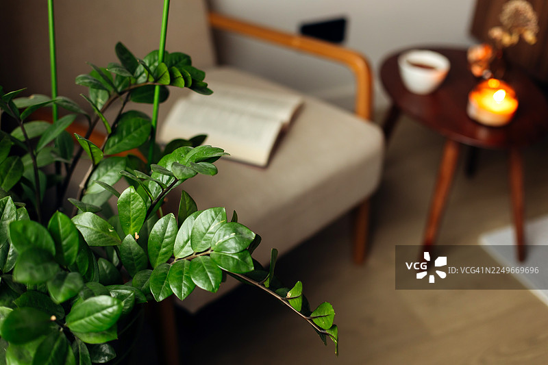 舒适客厅的绿色植物，桌上有打开的书、蜡烛和杯子图片素材