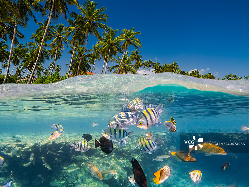 在热带海洋中浮潜图片素材