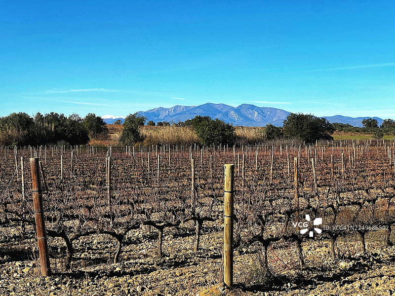 葡萄园图片素材