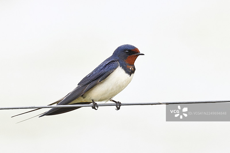 燕子（家燕）栖息在牧场围栏上，野生动物，动物，鸟类，燕子，候鸟，牛沼，杜默湖自然公园，胡德，下萨克森，德国图片素材