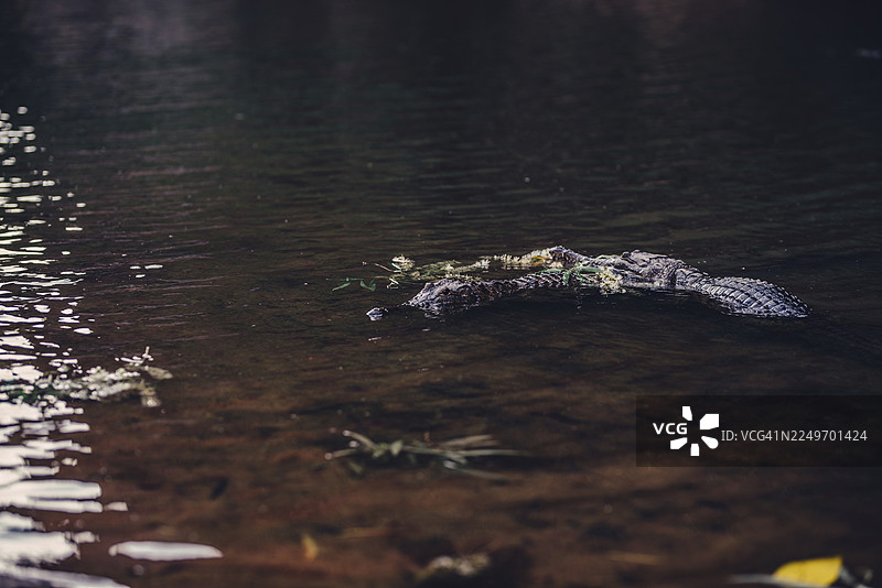 澳大利亚温贾纳峡谷国家公园内陆的特殊光影氛围与鳄鱼图片素材