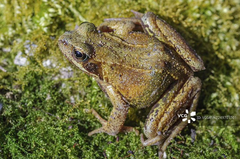 草蛙（Rana temporaria）趴在长满苔藓的石头上，它身体呈棕色并带有一点绿色调。法国阿尔萨斯，下莱茵河。图片素材