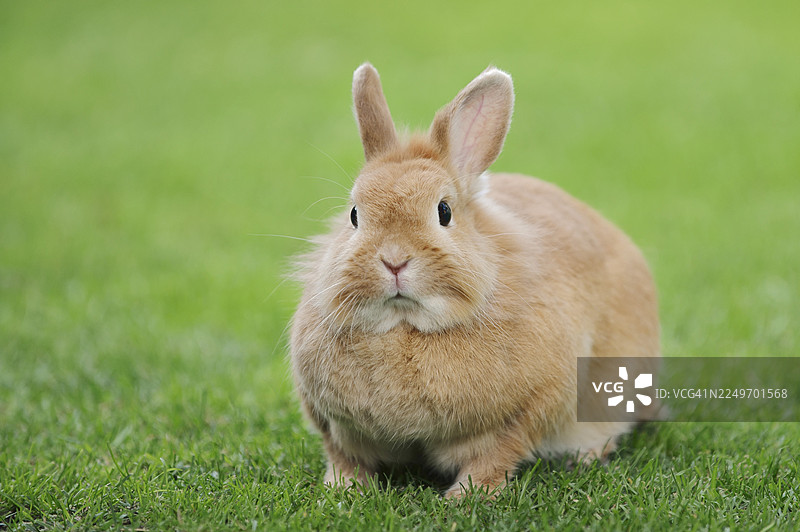 德国北莱茵-威斯特法伦州草地上的侏儒兔（Oryctolagus cuniculus forma domestica）图片素材