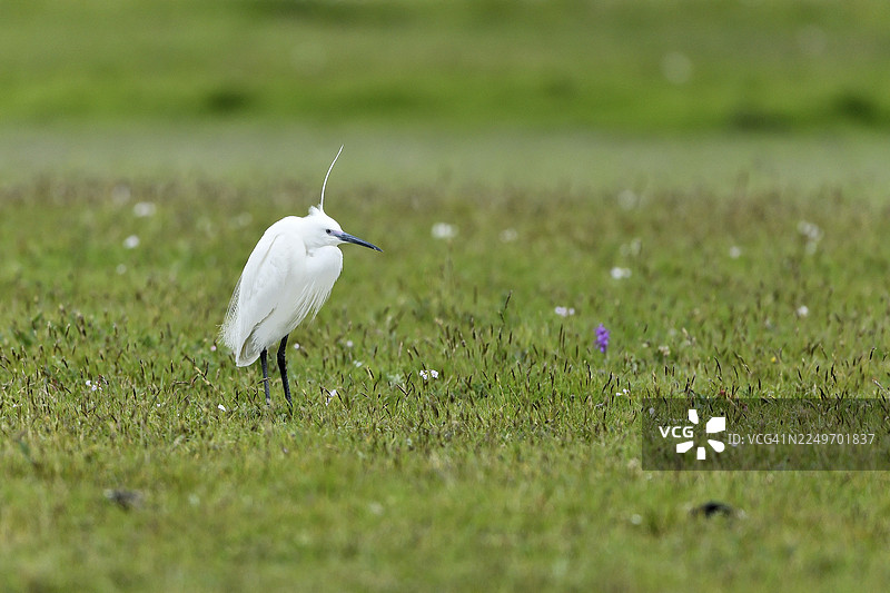 荷兰北荷兰省泰瑟尔草地上站立着一只小白鹭（Egretta garzetta）图片素材