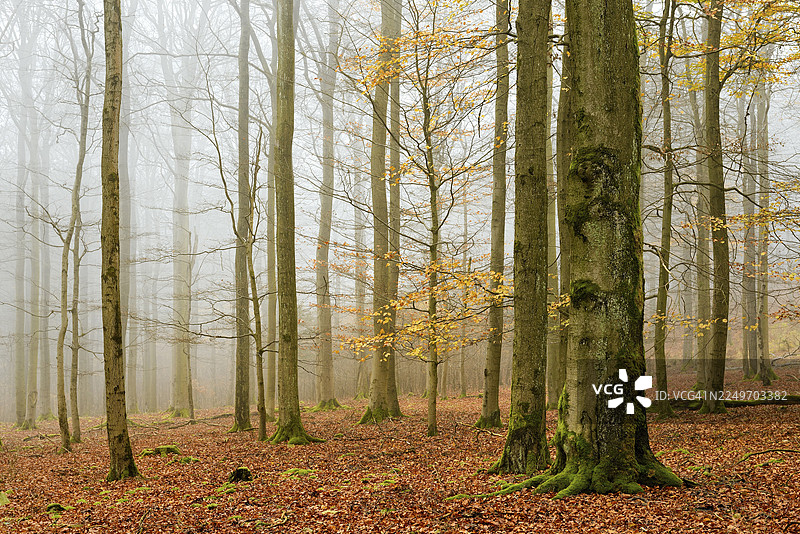 秋季森林，欧洲山毛榉（Fagus sylvatica）树上挂着最后几片黄叶，光秃秃的树木和雾气，凯勒瓦尔德-埃德尔湖国家公园，黑森州，德国图片素材