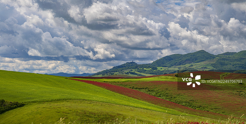 托斯卡纳，沃尔泰拉附近的豆类种植图片素材
