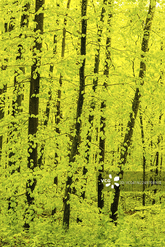 春季落叶林，欧洲山毛榉（Fagus sylvatica），士瓦本汝拉，巴登-符腾堡州，德国图片素材
