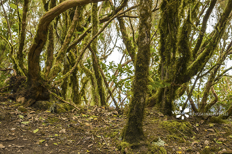 劳雷尔森林、云雾森林、特内里费岛安加山脉、加那利群岛、西班牙图片素材