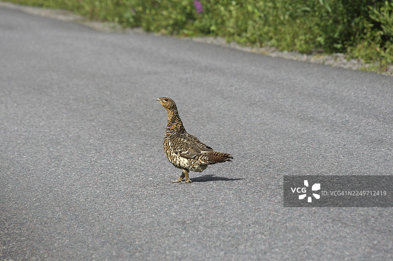 欧洲瑞典拉普兰林道上的雌性西鸡（Tetrao urogallus）图片素材