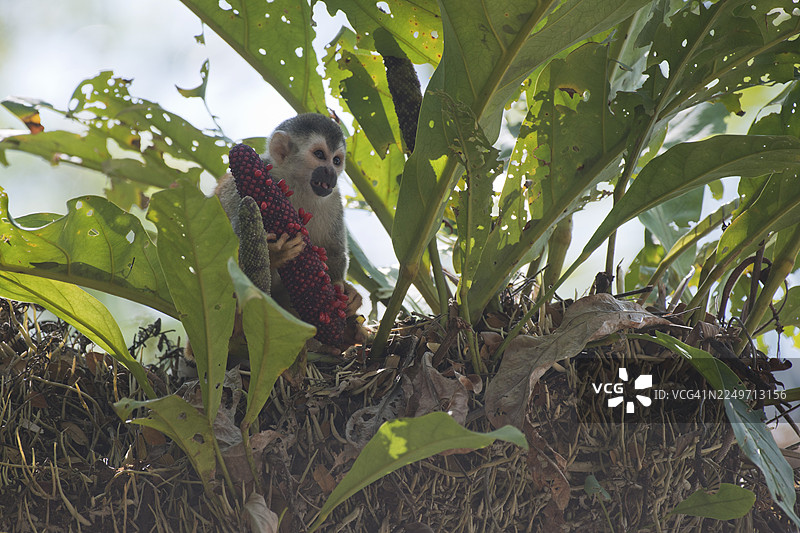 中美洲松鼠猴（Saimiri oerstedii），曼努埃尔安东尼奥国家公园，哥斯达黎加图片素材