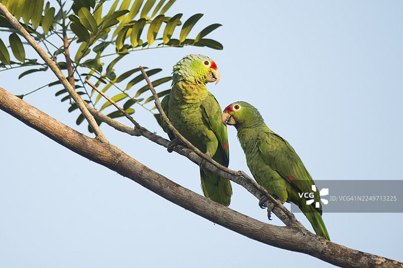 红额亚马逊鹦鹉（Amazona autumnalis），哥斯达黎加图片素材