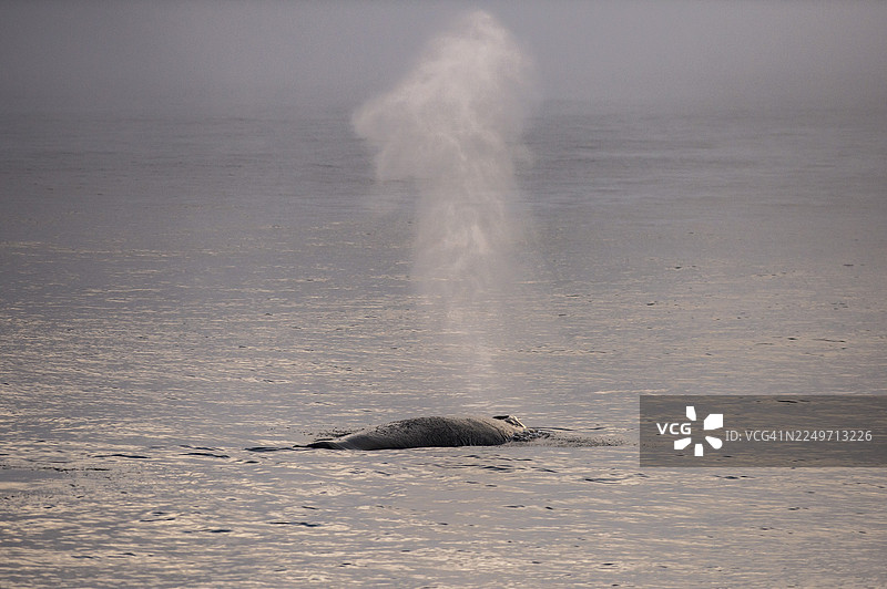 座头鲸（Megaptera novaeangliae），巴伦支海，冰岛东北部，斯瓦尔巴群岛和扬马延群岛，挪威图片素材