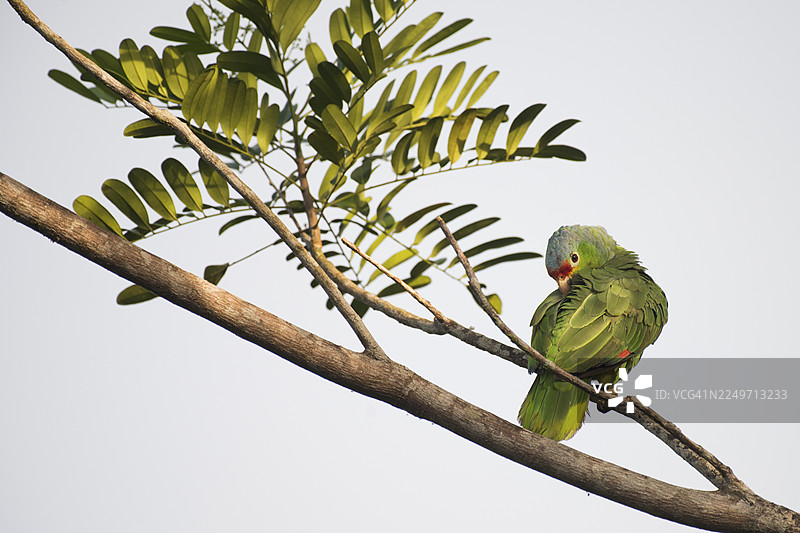 红额亚马逊鹦鹉（Amazona autumnalis），哥斯达黎加图片素材
