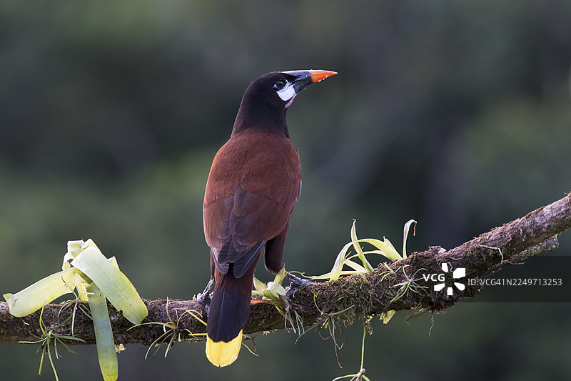 蒙特祖马额头鸟 (Gymnostinops montezuma)，哥斯达黎加图片素材
