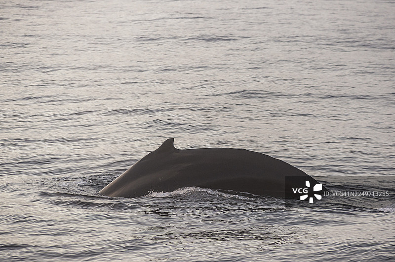 潜水的座头鲸(Megaptera novaeangliae),巴伦支海,斯瓦尔巴特群岛东北部,斯瓦尔巴特群岛和扬马延群岛,挪威图片素材