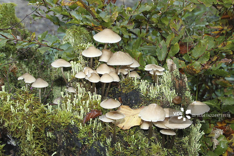 蘑菇、仙女帽（小粘菇）和杯状地衣（杯状地衣），德国巴伐利亚州阿尔高地区图片素材