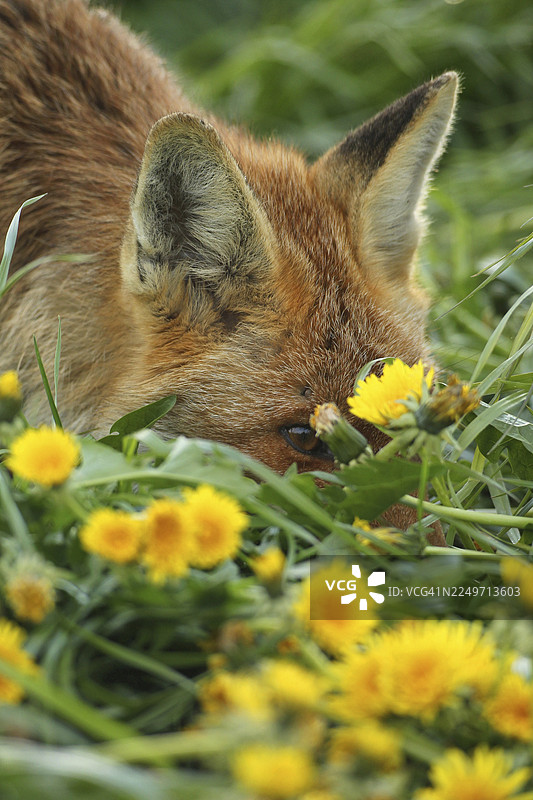 红狐（Vulpes vulpes）在蒲公英草甸（Taraxacum sect. Ruderalia）中的景象，位于德国巴伐利亚州阿尔高地区。图片素材