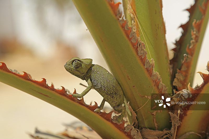变色龙（Chamaeleoninae），杰尔巴，突尼斯图片素材