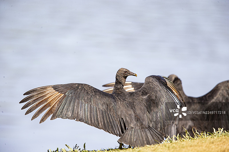 黑兀鹫 (Coragyps atratus)，巴西潘塔纳尔图片素材