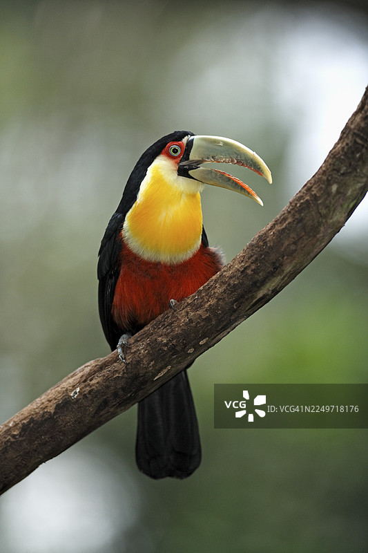 色彩斑斓的巨嘴鸟（Ramphastos dicolorus），成年，在巴西潘塔纳尔的一棵树上图片素材