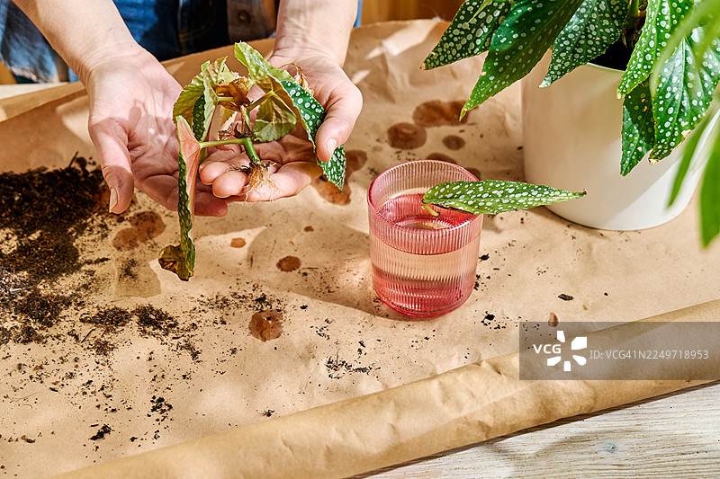 手捧着水培的竹芋嫩枝。植物通过水插枝条进行繁殖。图片素材