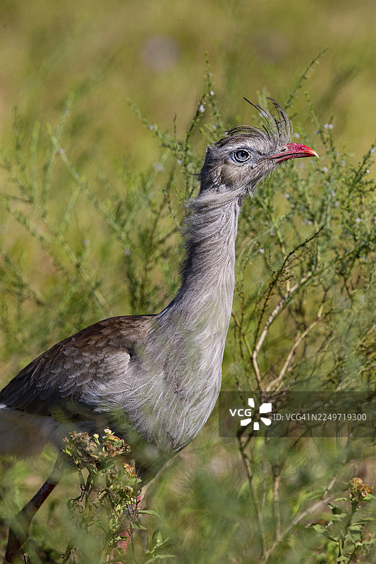 红脚蛇怪（Cariama cristata） 巴西潘塔纳尔图片素材
