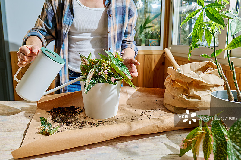重新种植斑叶秋海棠室内植物。女人正在给重新种植在花盆里的植物浇水。室内园艺。爱好。图片素材