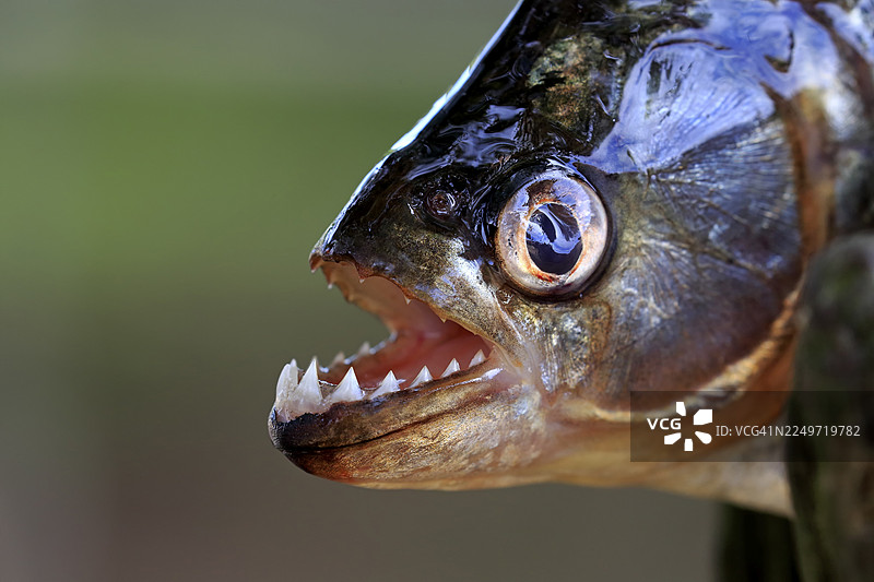 成年红腹食人鱼（Pygocentrus nattereri），肖像，露齿，巴西马托格罗索潘塔纳尔，南美洲图片素材